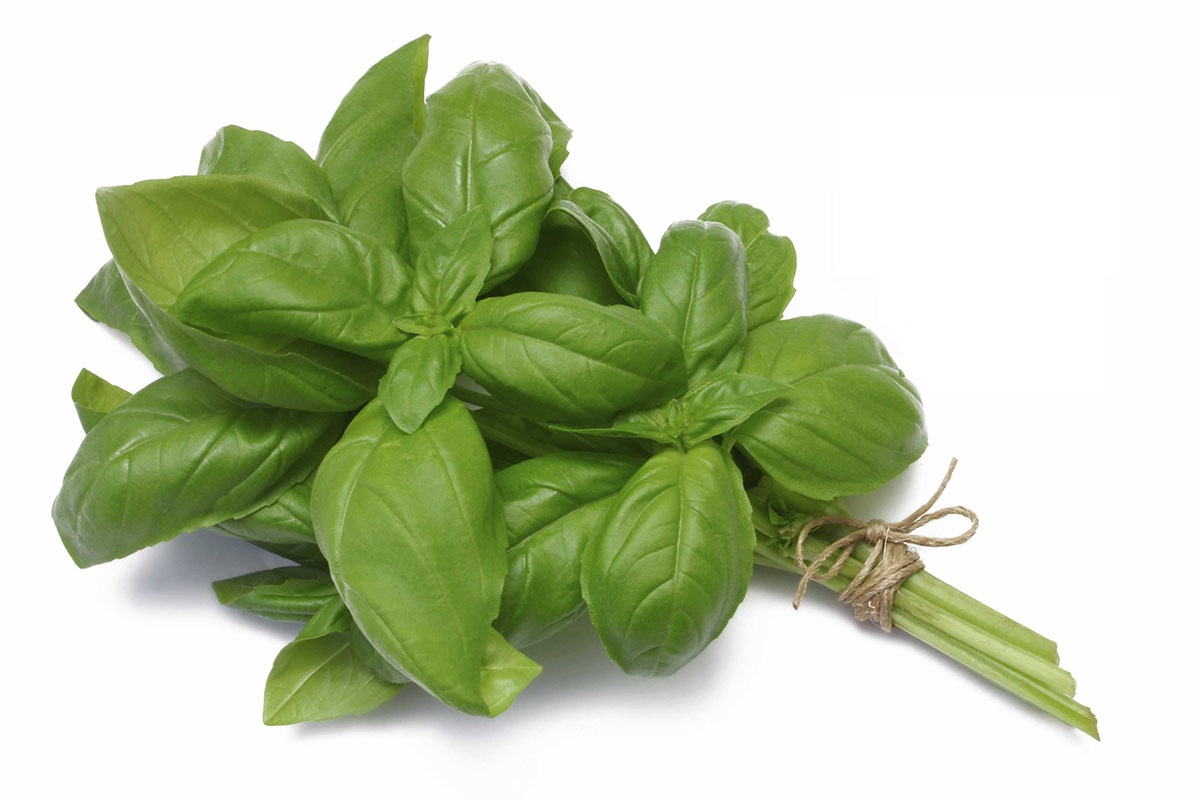 بذر-سبزی-ریحان-سبز-Basil-seeds-فروشگاه-گلس-گاردن-6 بذر ریحان سبز ایرانی اعلاء - تصویر 1