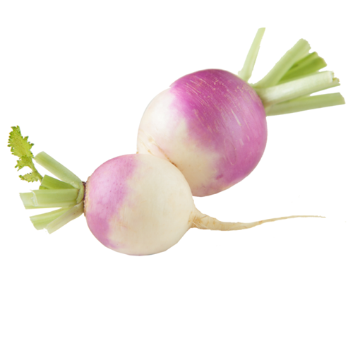 Turnips-medium-1000x1000 بذر شلغم دورنگ اعلاء - تصویر 1